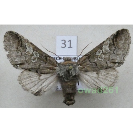 Diloba caeruleocephala (Linnaeus, 1758) Czech31